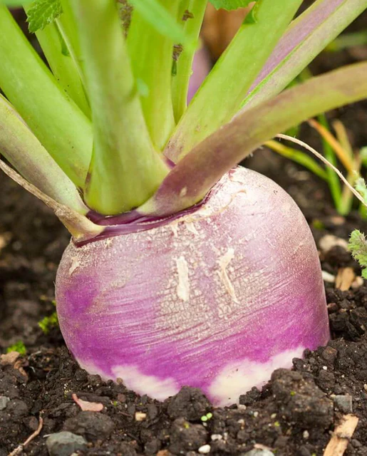 [TR810A] WCS Turnips - Purple Top White Globe
