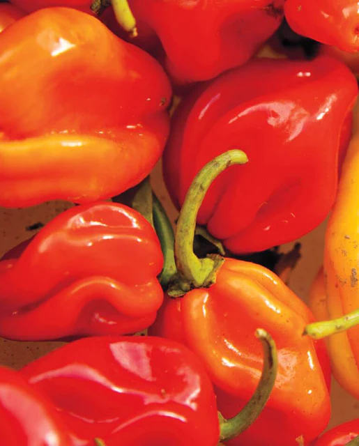 WCS Peppers - Habanero