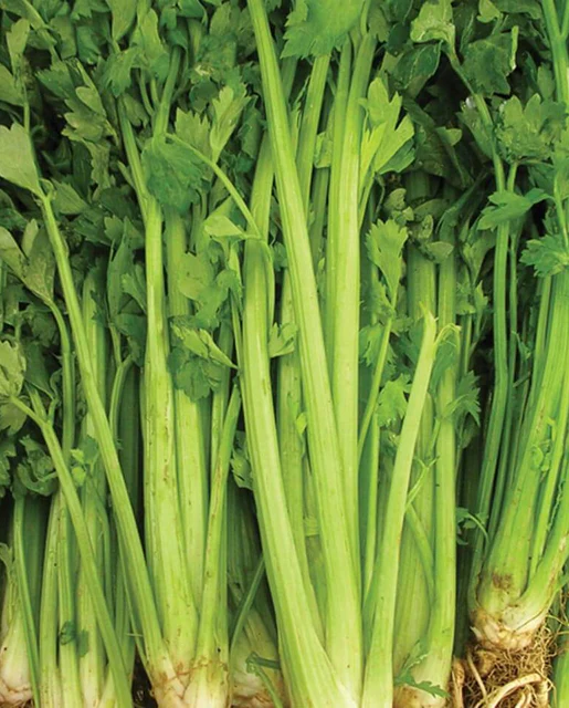 [CL343A] WCS Celery - Tall Utah 52-70
