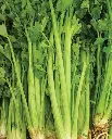 WCS Celery - Tall Utah 52-70