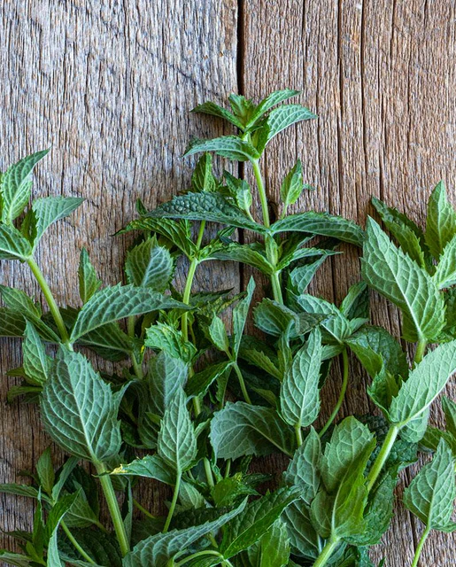 [HR1090A] WCS Herbs - Mint - Peppermint