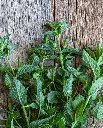 WCS Herbs - Mint - Peppermint