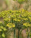 WCS Herbs - Dill Fernleaf