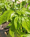 WCS Herbs - Basil Genovese