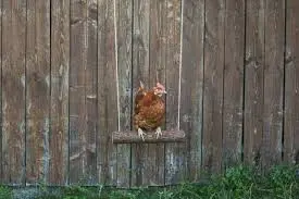 [376-353] Kerbl Chicken Swing