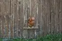 Kerbl Chicken Swing