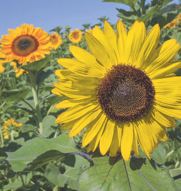 WCS Flowers - Sunflower - Tall Blend