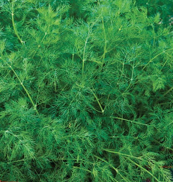 WCS Herbs - Dill - Ella Organic