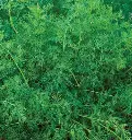 WCS Herbs - Dill - Ella Organic