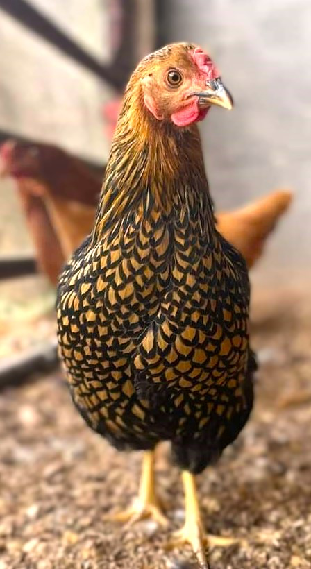 Miller Hatcheries- Golden Laced Wyandotte (unsexed)