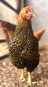 Miller Hatcheries- Golden Laced Wyandotte (unsexed)