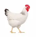 Miller Hatcheries- Columbian Rock Chicks