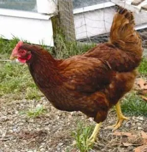 Miller Hatcheries- Rhode Island Red Chicks