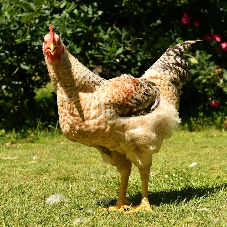 Miller Hatcheries- Western Rustic Chicks