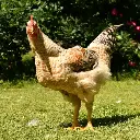 Miller Hatcheries- Western Rustic Chicks