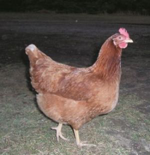 Miller Hatcheries- Red Sussex Cross Chicks