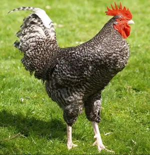 Miller Hatcheries- Cuckoo Maran (unsexed)