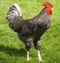 Miller Hatcheries- Cuckoo Maran (unsexed)