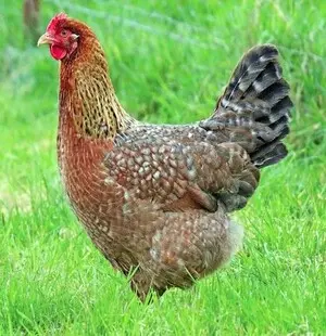 Miller Hatcheries- Bielefelder (unsexed)