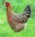 Miller Hatcheries- Bielefelder (unsexed)