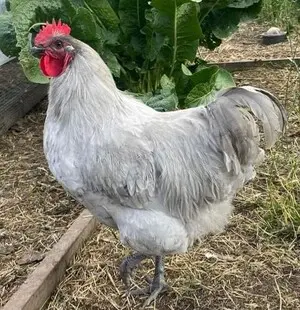 Miller Hatcheries- Lavendar Orpington (unsexed)