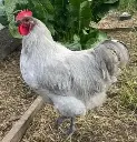 Miller Hatcheries- Lavendar Orpington (unsexed)