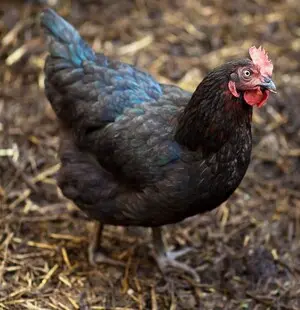 Miller Hatcheries- Copper Maran (unsexed)