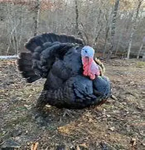 Miller Hatcheries- Artisan Gold Turkey (25-49)