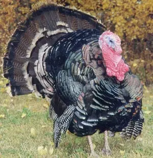 Miller Hatcheries- Orlopp Bronze Turkey