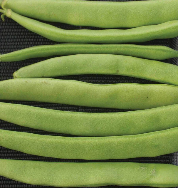 [BN167A] WCS Beans (Bush) - Campo di Fiori Romano