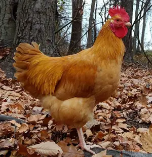 Miller Hatcheries- Buff Orpington (unsexed)