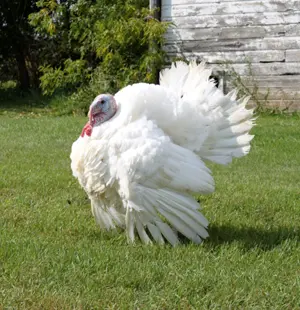 Miller Hatcheries- Mini Classic Turkey