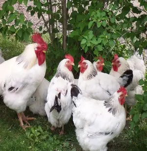 Miller Hatcheries- Dual Purpose Assorted