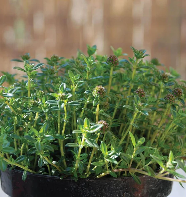 [HR1137A] WCS Herbs - Summer Savory