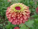 WCS Flowers - Zinnia - Queeny Lime Red