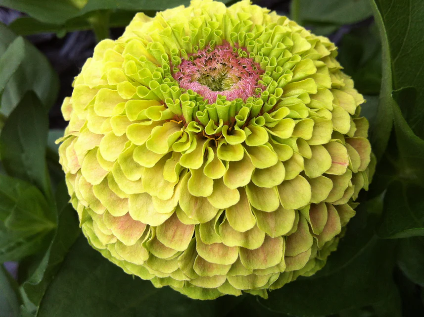 [FL4078A] WCS Flowers - Zinnia - Queeny Lime with Blotch