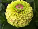 WCS Flowers - Zinnia - Queeny Lime with Blotch