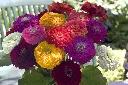 WCS Flowers - Zinnia Benary's Giant Mix