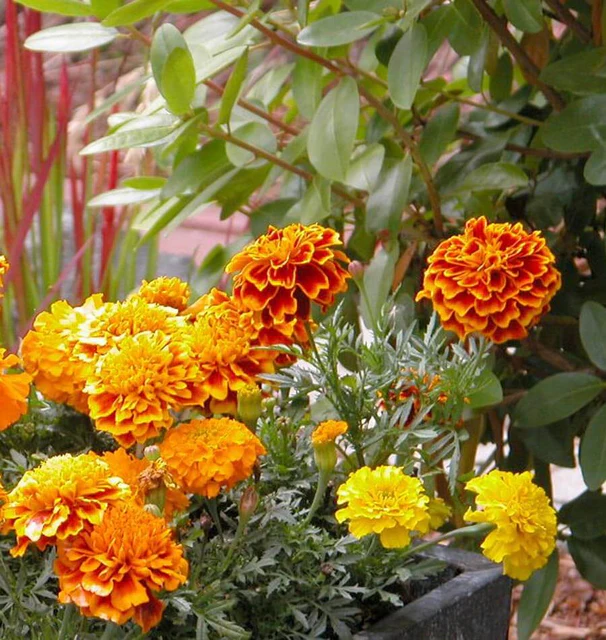 [FL2948A] WCS Flowers - Marigold - Brocade