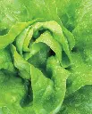 WCS Lettuce (Mini Head) - Tom Thumb Buttercrunch