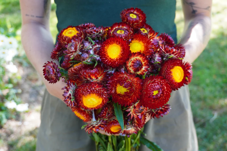 [FL4070A] WCS Flowers - Strawflower - Copper Red