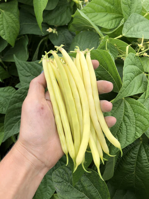 WCS Beans (Bush) - Caspian