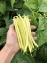 WCS Beans (Bush) - Caspian
