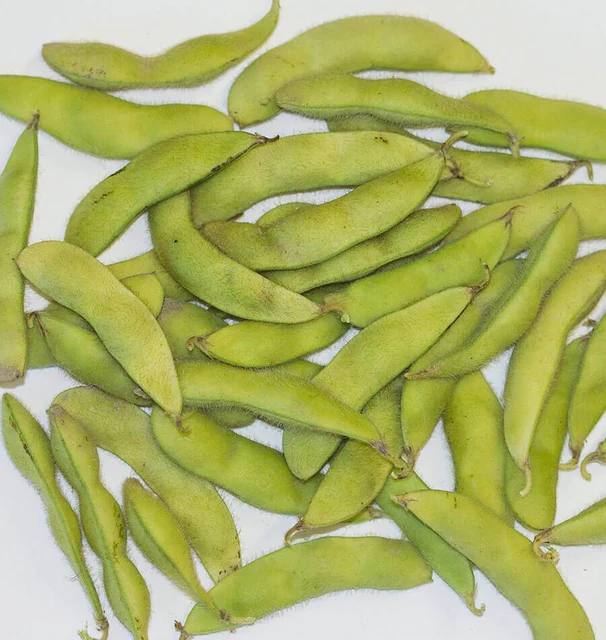 [BN175A] WCS Beans (Soybean) - Kuroshinju