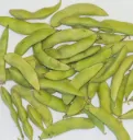 WCS Beans (Soybean) - Kuroshinju