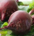 WCS Beets - Red Ace F1