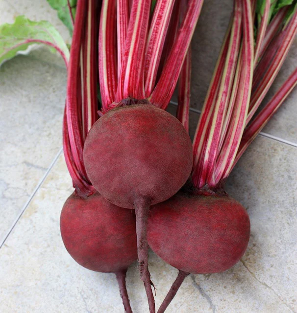 [BT161A] WCS Beets - Detroit Supreme