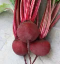 WCS Beets - Detroit Supreme