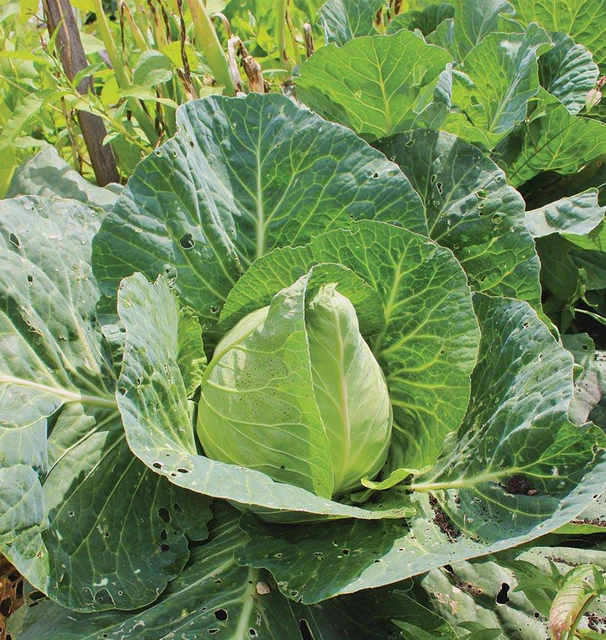 WCS Cabbage - Early Jersey Wakefield