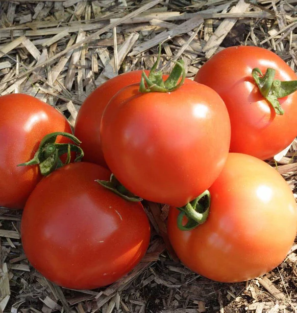 [TM769A] WCS Tomatoes (Slicer) - Early Girl
